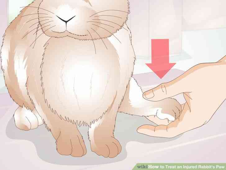 Image intitulée Traiter un Blessé du Lapin de la Patte de l